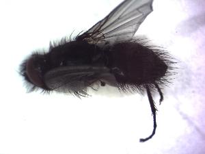  ( - GBOL07482)  @12 [ ] CreativeCommons - Attribution Non-Commercial Share-Alike (2015) SNSB, Zoologische Staatssammlung Muenchen SNSB, Zoologische Staatssammlung Muenchen