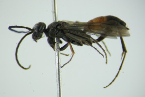  ( - GBOL09893)  @11 [ ] CreativeCommons - Attribution Non-Commercial Share-Alike (2015) SNSB, Zoologische Staatssammlung Muenchen SNSB, Zoologische Staatssammlung Muenchen