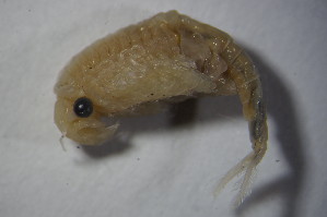  ( - GBOL13035)  @11 [ ] CreativeCommons - Attribution Non-Commercial Share-Alike (2015) SNSB, Zoologische Staatssammlung Muenchen SNSB, Zoologische Staatssammlung Muenchen