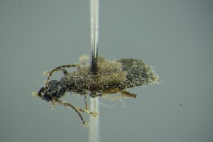  ( - GBOL17709)  @12 [ ] CreativeCommons - Attribution Non-Commercial Share-Alike (2015) SNSB, Zoologische Staatssammlung Muenchen SNSB, Zoologische Staatssammlung Muenchen