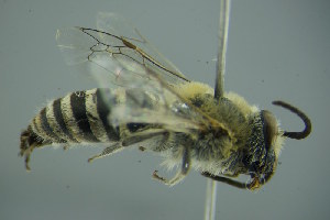  (Colletes perezi - GBOL17721)  @14 [ ] CreativeCommons - Attribution Non-Commercial Share-Alike (2015) SNSB, Zoologische Staatssammlung Muenchen SNSB, Zoologische Staatssammlung Muenchen