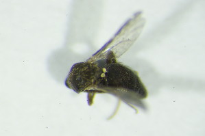 (Forcipomyia sp. 20 - GEO_BFB_239)  @11 [ ] CreativeCommons - Attribution Non-Commercial Share-Alike (2015) SNSB, Zoologische Staatssammlung Muenchen SNSB, Zoologische Staatssammlung Muenchen