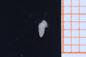  ( - GBMolST6)  @11 [ ] Unspecified (default): All Rights Reserved  Unspecified Unspecified