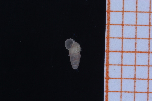  ( - GBMolST7)  @11 [ ] Unspecified (default): All Rights Reserved  Unspecified Unspecified
