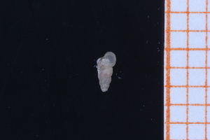 ( - GBMolST8)  @11 [ ] Unspecified (default): All Rights Reserved  Unspecified Unspecified
