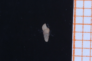  ( - GBMolST10)  @11 [ ] Unspecified (default): All Rights Reserved  Unspecified Unspecified
