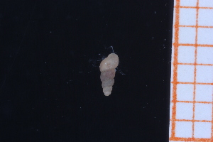  ( - GBMolST10)  @11 [ ] Unspecified (default): All Rights Reserved  Unspecified Unspecified