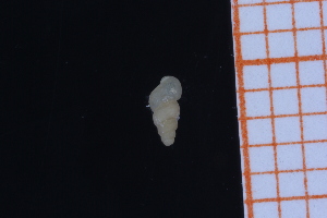  ( - GBMolST54)  @11 [ ] Unspecified (default): All Rights Reserved  Unspecified Unspecified