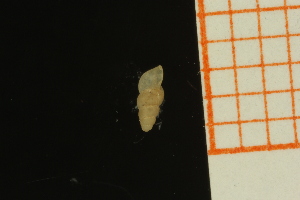  ( - GBMolST55)  @11 [ ] Unspecified (default): All Rights Reserved  Unspecified Unspecified