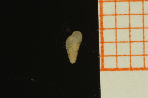  ( - GBMolST55)  @11 [ ] Unspecified (default): All Rights Reserved  Unspecified Unspecified
