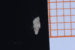  ( - GBMolST57)  @11 [ ] Unspecified (default): All Rights Reserved  Unspecified Unspecified