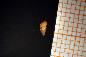  ( - GBMolST69)  @11 [ ] Unspecified (default): All Rights Reserved  Unspecified Unspecified