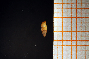  ( - GBMolST69)  @11 [ ] Unspecified (default): All Rights Reserved  Unspecified Unspecified