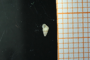  ( - GBMolST70)  @11 [ ] Unspecified (default): All Rights Reserved  Unspecified Unspecified