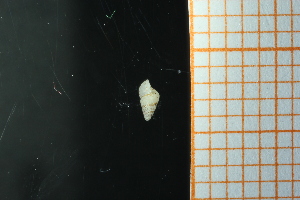  ( - GBMolST70)  @11 [ ] Unspecified (default): All Rights Reserved  Unspecified Unspecified