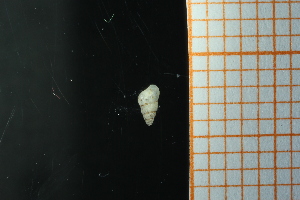  ( - GBMolST70)  @11 [ ] Unspecified (default): All Rights Reserved  Unspecified Unspecified