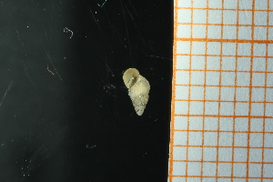  ( - GBMolST71)  @11 [ ] Unspecified (default): All Rights Reserved  Unspecified Unspecified