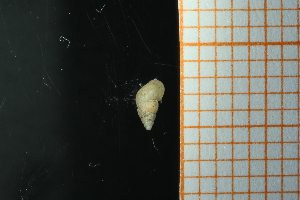  ( - GBMolST71)  @11 [ ] Unspecified (default): All Rights Reserved  Unspecified Unspecified