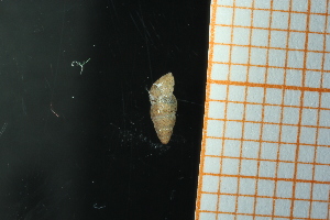  ( - GBMolST72)  @11 [ ] Unspecified (default): All Rights Reserved  Unspecified Unspecified