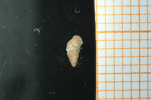  ( - GBMolST72)  @11 [ ] Unspecified (default): All Rights Reserved  Unspecified Unspecified