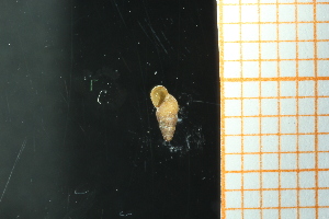  ( - GBMolST73)  @11 [ ] Unspecified (default): All Rights Reserved  Unspecified Unspecified