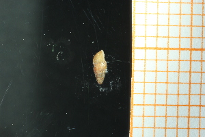  ( - GBMolST73)  @11 [ ] Unspecified (default): All Rights Reserved  Unspecified Unspecified
