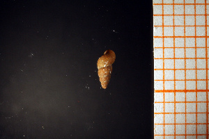  ( - GBMolST74)  @11 [ ] Unspecified (default): All Rights Reserved  Unspecified Unspecified