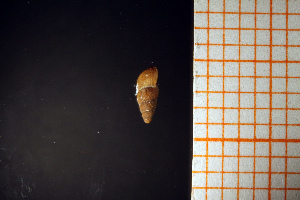  ( - GBMolST74)  @11 [ ] Unspecified (default): All Rights Reserved  Unspecified Unspecified