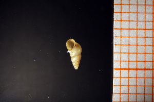  ( - GBMolST75)  @11 [ ] Unspecified (default): All Rights Reserved  Unspecified Unspecified