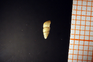  ( - GBMolST75)  @11 [ ] Unspecified (default): All Rights Reserved  Unspecified Unspecified