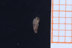  ( - GBMolST110)  @11 [ ] Unspecified (default): All Rights Reserved  Unspecified Unspecified