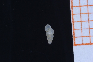  ( - GBMolST138)  @11 [ ] Unspecified (default): All Rights Reserved  Unspecified Unspecified