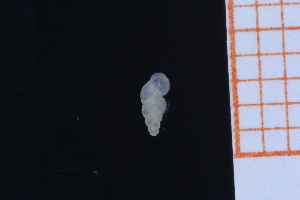  ( - GBMolST138)  @11 [ ] Unspecified (default): All Rights Reserved  Unspecified Unspecified