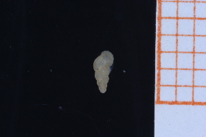 ( - GBMolST139)  @11 [ ] Unspecified (default): All Rights Reserved  Unspecified Unspecified