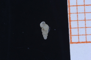  ( - GBMolST141)  @11 [ ] Unspecified (default): All Rights Reserved  Unspecified Unspecified
