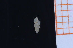  ( - GBMolST142)  @11 [ ] Unspecified (default): All Rights Reserved  Unspecified Unspecified
