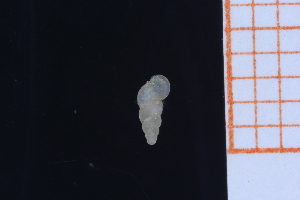  ( - GBMolST142)  @11 [ ] Unspecified (default): All Rights Reserved  Unspecified Unspecified