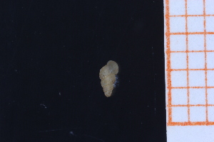  ( - GBMolST154)  @11 [ ] Unspecified (default): All Rights Reserved  Unspecified Unspecified