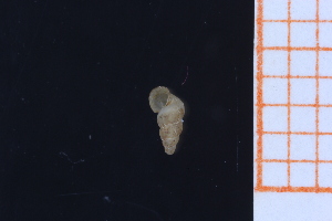  ( - GBMolST155)  @11 [ ] Unspecified (default): All Rights Reserved  Unspecified Unspecified