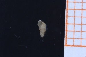  ( - GBMolST156)  @11 [ ] Unspecified (default): All Rights Reserved  Unspecified Unspecified