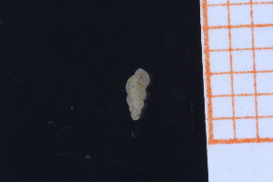  ( - GBMolST156)  @11 [ ] Unspecified (default): All Rights Reserved  Unspecified Unspecified
