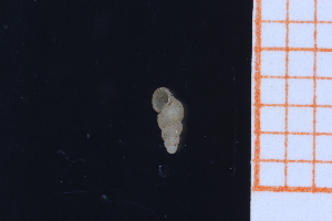  ( - GBMolST157)  @11 [ ] Unspecified (default): All Rights Reserved  Unspecified Unspecified