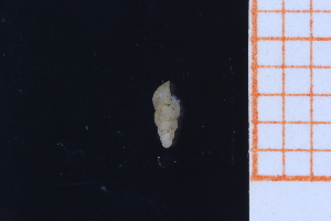  ( - GBMolST157)  @11 [ ] Unspecified (default): All Rights Reserved  Unspecified Unspecified