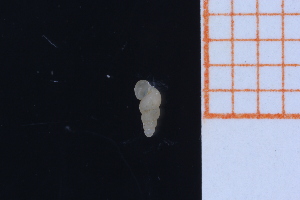  ( - GBMolST160)  @11 [ ] Unspecified (default): All Rights Reserved  Unspecified Unspecified