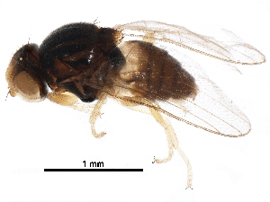  ( - BIOUG26147-C05)  @13 [ ] CreativeCommons - Attribution (2016) CBG Photography Group Centre for Biodiversity Genomics