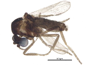  ( - BIOUG26232-D04)  @13 [ ] CreativeCommons - Attribution (2016) CBG Photography Group Centre for Biodiversity Genomics