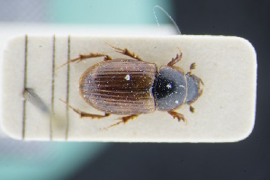  (Melinopterus pubescens - GBOLRL0131)  @11 [ ] CreativeCommons - Attribution Non-Commercial Share-Alike (2016) SNSB, Staatliche Naturwissenschaftliche Sammlungen Bayerns ZSM (SNSB, Zoologische Staatssammlung Muenchen)