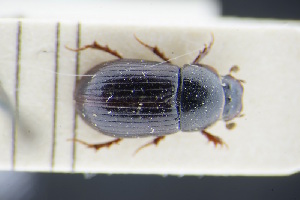  (Agoliinus satyrus - GBOLRL0132)  @11 [ ] CreativeCommons - Attribution Non-Commercial Share-Alike (2016) SNSB, Staatliche Naturwissenschaftliche Sammlungen Bayerns ZSM (SNSB, Zoologische Staatssammlung Muenchen)