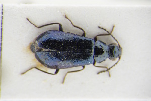  (Attalus alpinus - GBOLRL0230)  @11 [ ] CreativeCommons - Attribution Non-Commercial Share-Alike (2016) SNSB, Staatliche Naturwissenschaftliche Sammlungen Bayerns ZSM (SNSB, Zoologische Staatssammlung Muenchen)