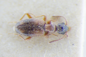  (Anthicus axillaris - GBOLRL0633)  @11 [ ] CreativeCommons - Attribution Non-Commercial Share-Alike (2016) SNSB, Staatliche Naturwissenschaftliche Sammlungen Bayerns ZSM (SNSB, Zoologische Staatssammlung Muenchen)